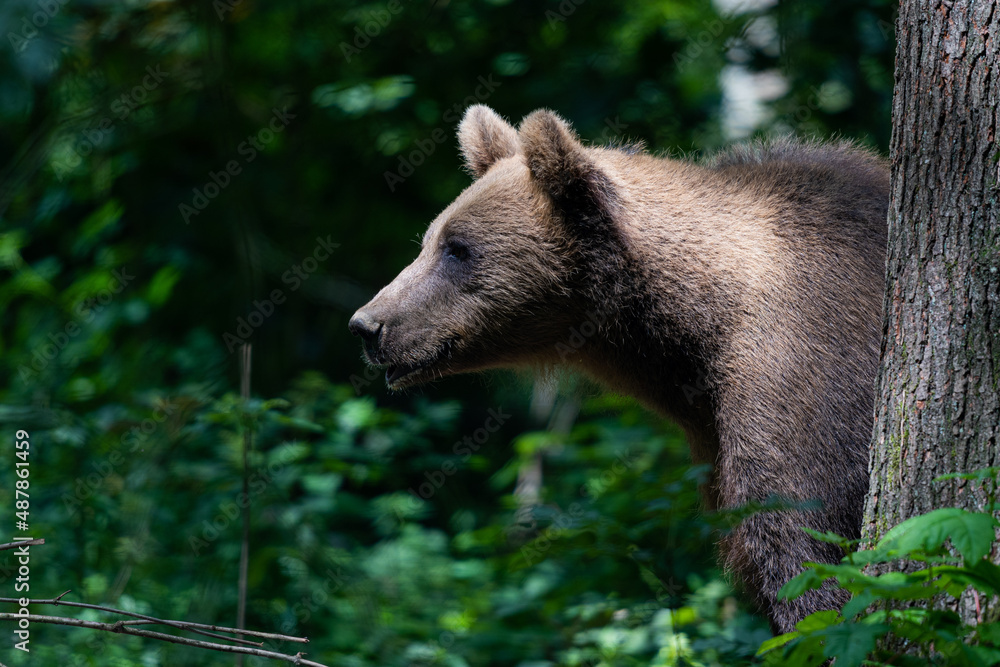 Fototapeta premium Braunbär im Wald angestrahlt von der Sonne 