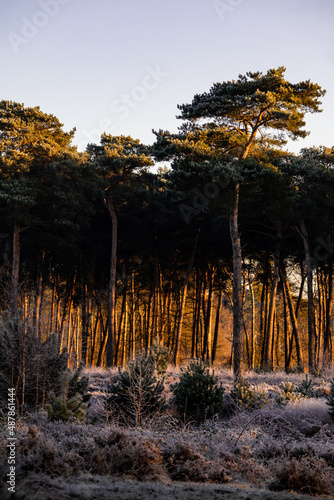 Leuchtende Bäume im Sonnenlicht