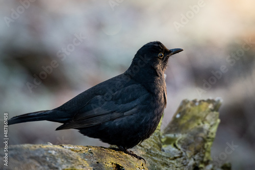 Schwarze kleine Amsel im Sonnenlicht