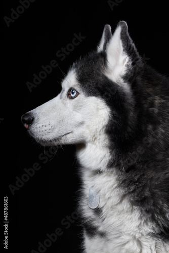 Beautiful Siberian Husky dog portrait with blue eyes, posing in studio on dark background, side view
