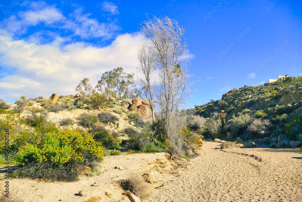 A dry, sandy river bed with trees and desert vegetation near Cottonwood Spring, on the southern side of Joshua Tree National Park, Mojave Desert, California, USA
