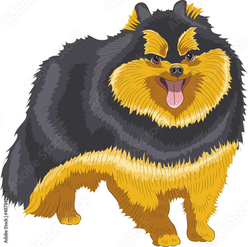 Vector drawing of a Pomeranian breed dog.