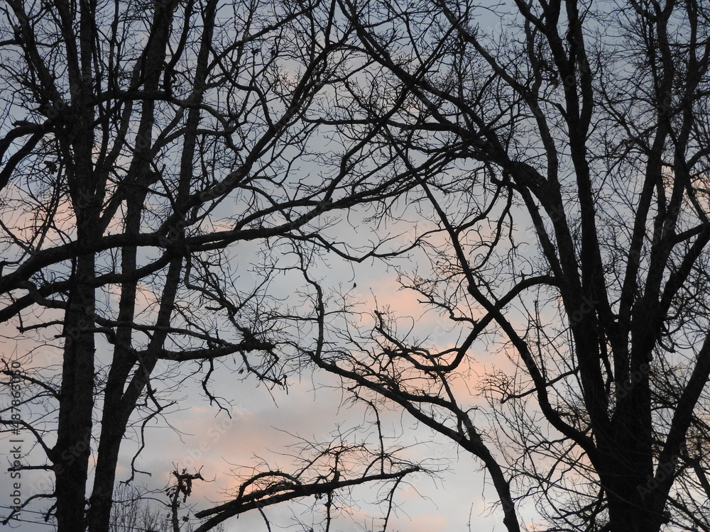 silhouette of a trees against the sky silhouette of a trees against the sky