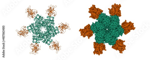 Structure of the oncoprotein SV40 large T antigen hexamer (green) and p53 tumor suppressor (brown) complex. 3D cartoon and Gaussian surface models, PDB 2h1l, white background photo