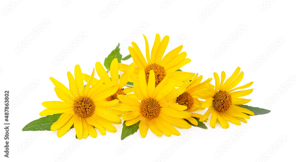 Naklejka premium Beautiful yellow daisies.