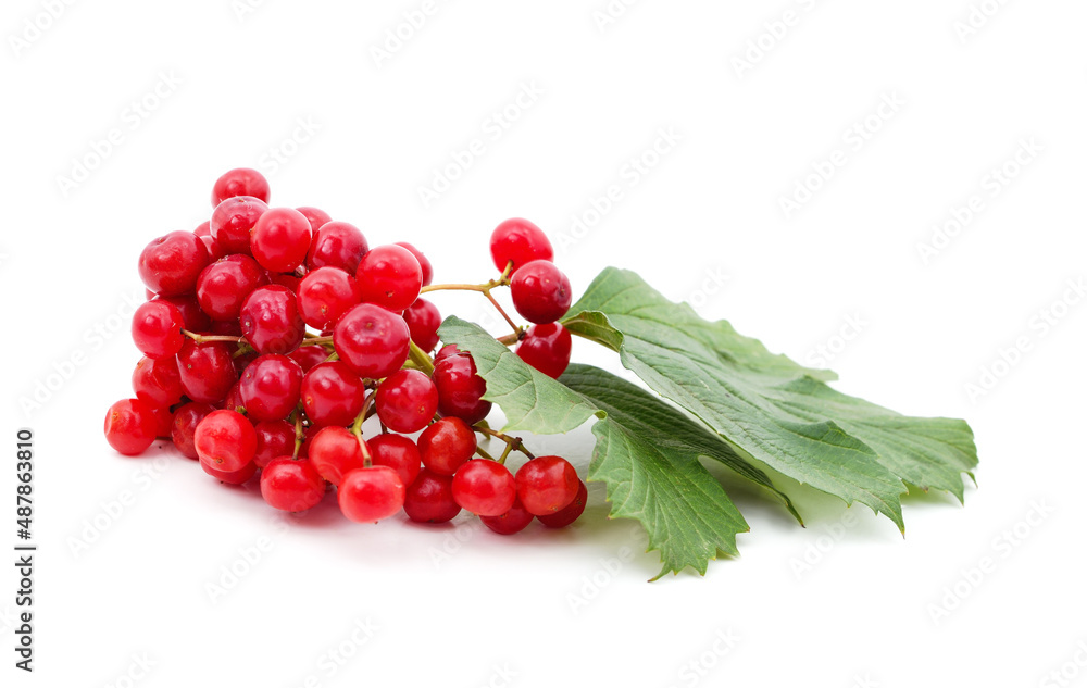 Twig of red viburnum with leaves. Twig of red viburnum with leaves.