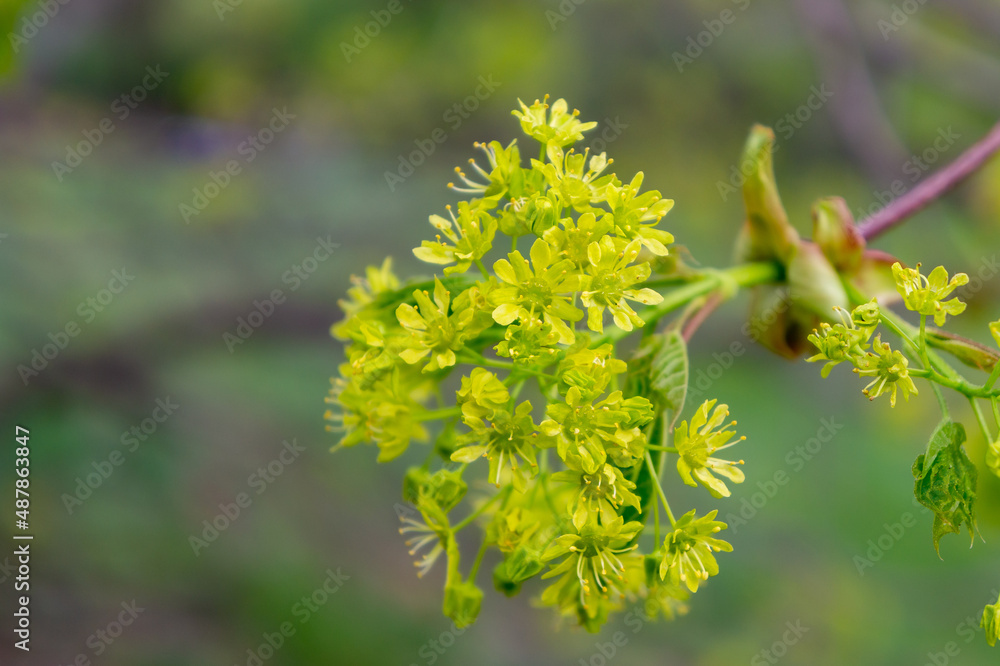 delicate yellow spring flowers for international women's day, background for postcard delicate yellow spring flowers for international women's day, background for postcard