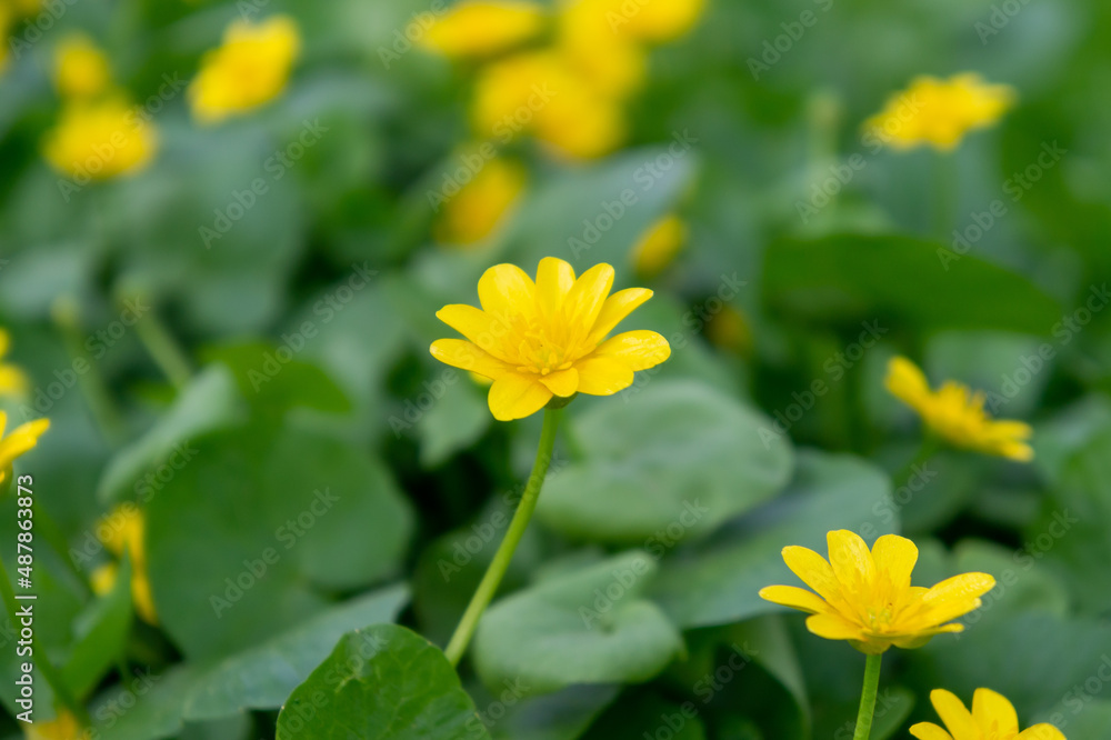 delicate yellow spring flowers for international women's day, background for postcard delicate yellow spring flowers for international women's day, background for postcard