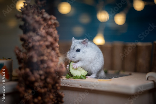 cute dsungarian hamster photo