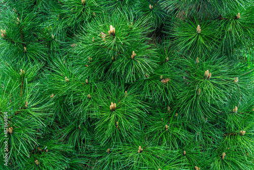 Pine branches