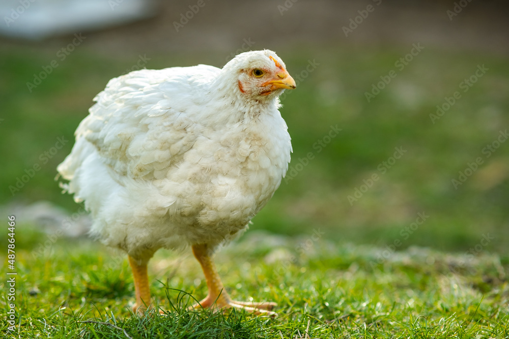 Hen feed on traditional rural barnyard. Close up of chicken standing on barn yard with green grass. Free range poultry farming concept