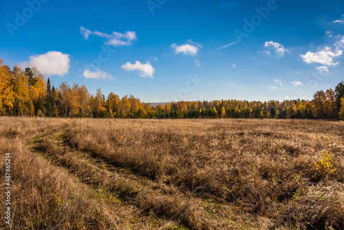 Autumn landscape with trees, dry grass in a field against a blue sky with clouds