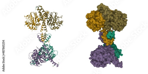 Structure of ubiquitin carboxyl-terminal hydrolase isozyme L5 (Uch37) tetramer. 3D cartoon and Gaussian surface models, chain id color scheme, PDB 3ihr, white background photo