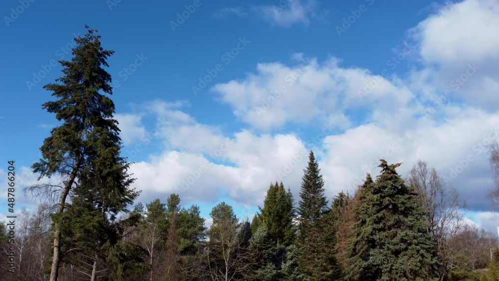 Green pine trees waving in wind with pine cones on scenic cloudy blue sky background. Natural spring evergreen view Green pine trees waving in wind with pine cones on scenic cloudy blue sky background. Natural spring evergreen view