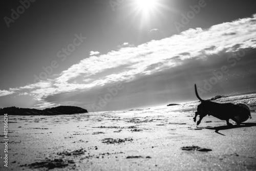 Happy little dog playing monochrome
