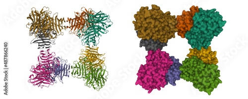 Fotografía Structure of Saccharomyces cerevisiae invertase octamer