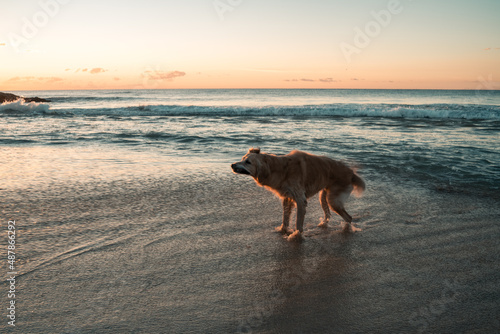 Golden retriever dog shaking on beach
