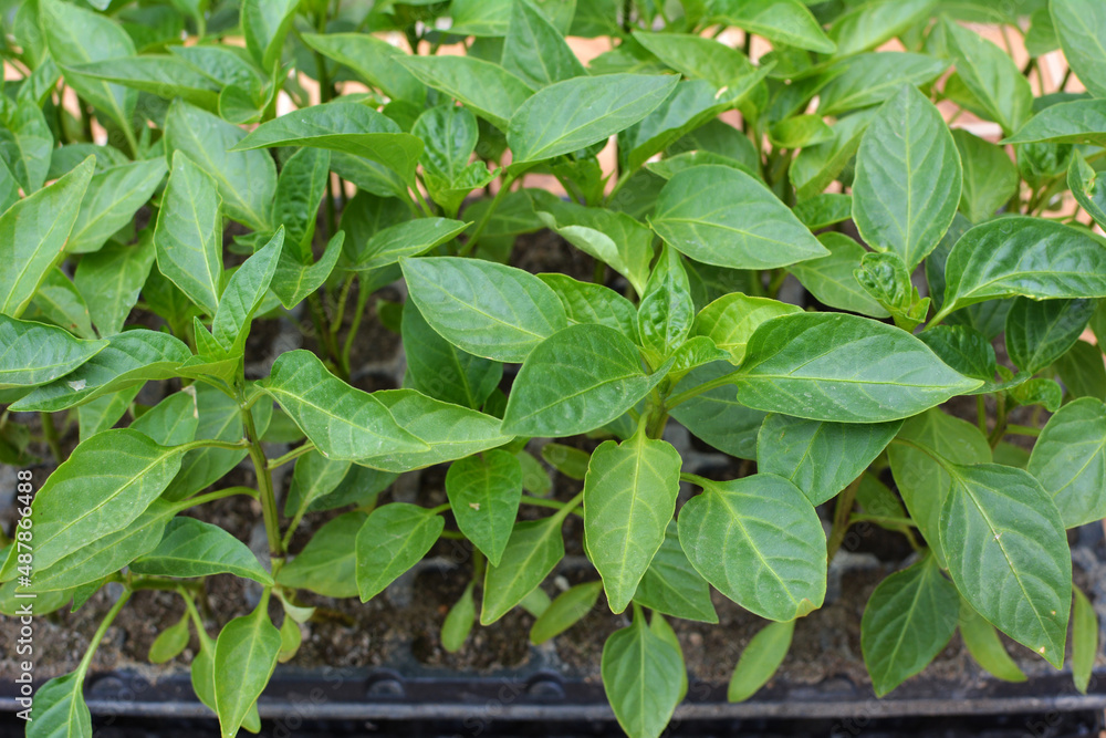 Growing seedlings of sweet pepper in cassettes Growing seedlings of sweet pepper in cassettes