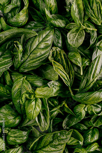 Photo of a fresh green basil leaves in modern pattern creative flat lay style from above lying on a table 