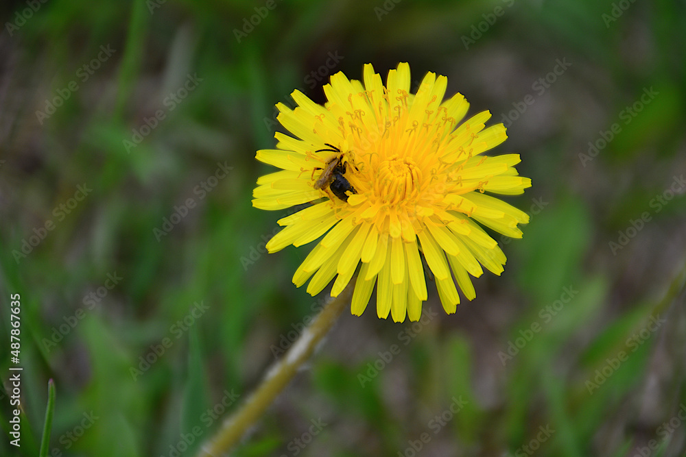 lonely dandelion with bee among grass on spring field lonely dandelion with bee among grass on spring field