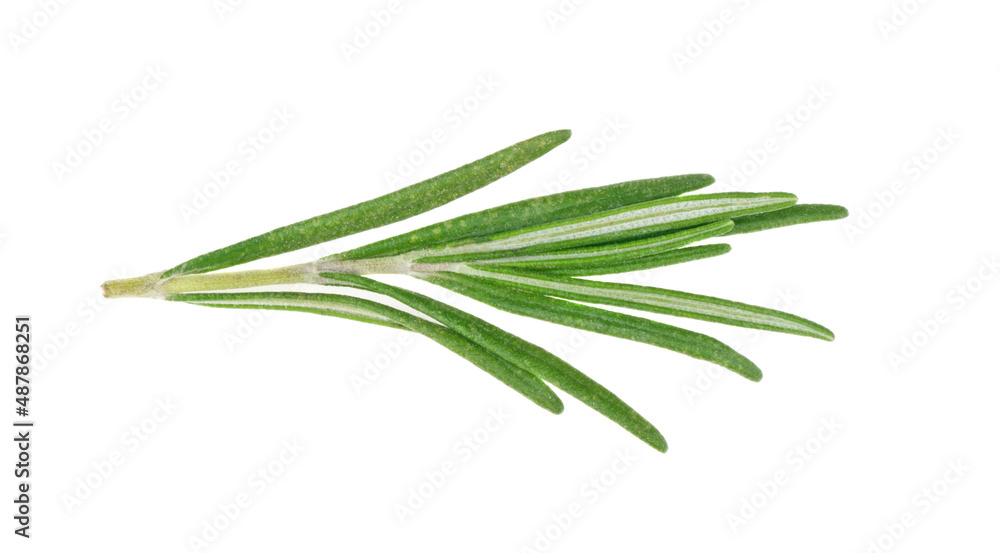 Rosemary twig and leaves isolated on white background. Rosemary twig and leaves isolated on white background.