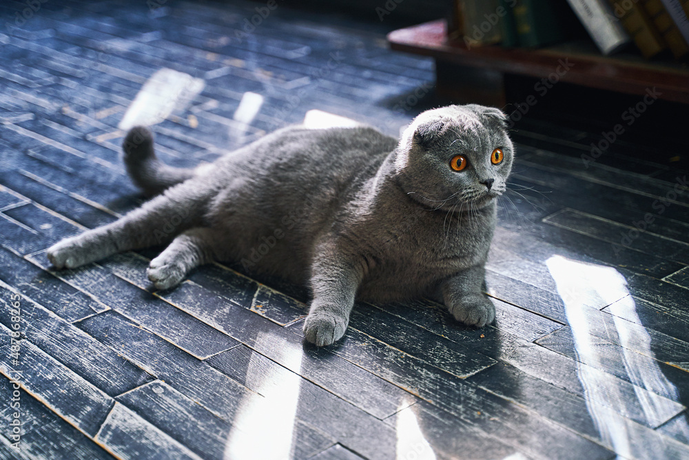 Scottish Fold domestic cat at home. Grey pet lying on the floor in sunlight.