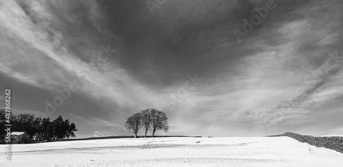 A snowy field, a small stand of trees and a derelict cottage in Weardale, the North Pennines, County Durham, UK (B&W) photo