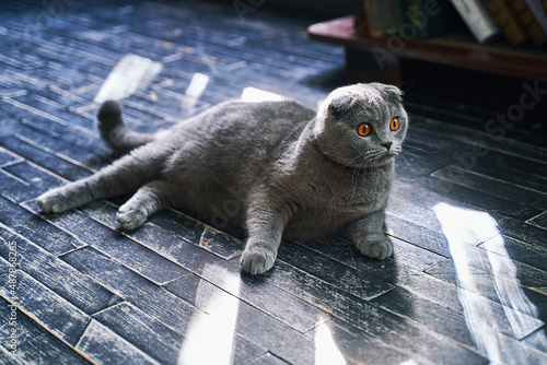 Scottish Fold domestic cat at home. Grey pet lying on the floor in sunlight.