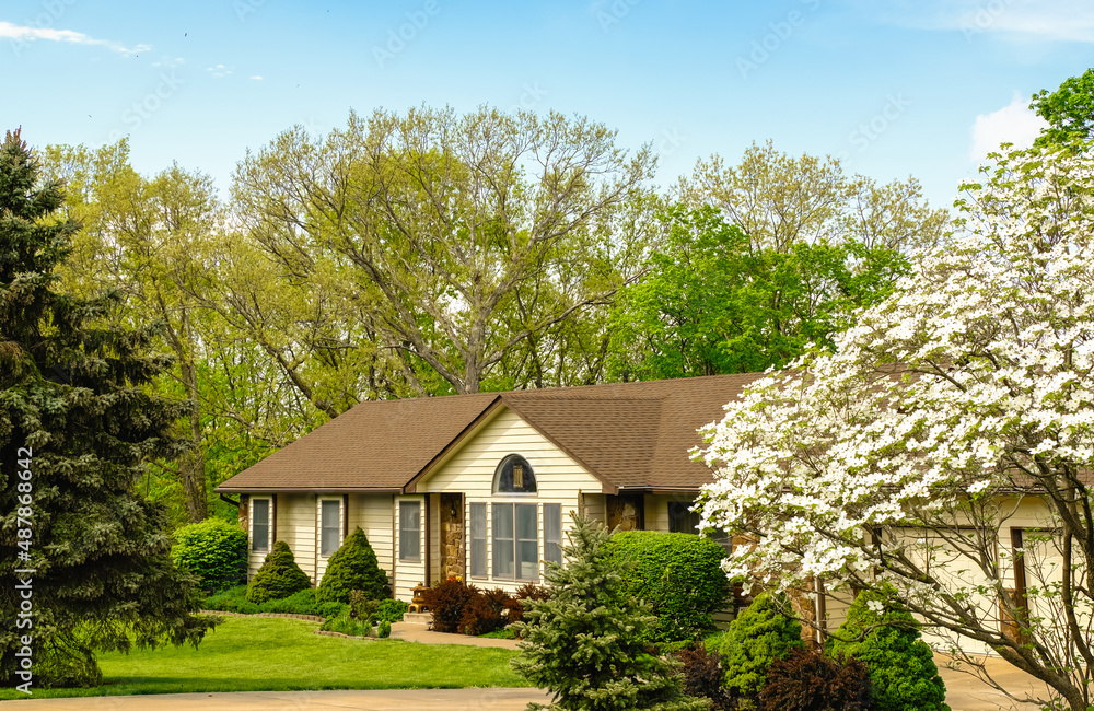 View of Midwestern ranch style house in residential neighborhood on sunny spring day ; blooming white dogwood tree on foreground
