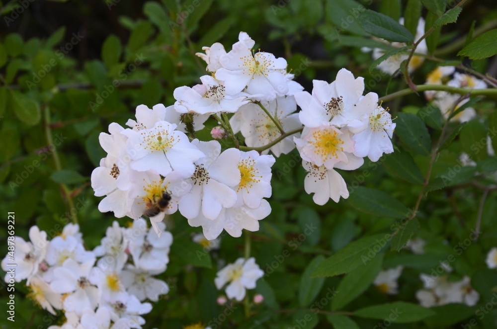 An amazing closeup shot of a beautiful Multiflora rose An amazing closeup shot of a beautiful Multiflora rose