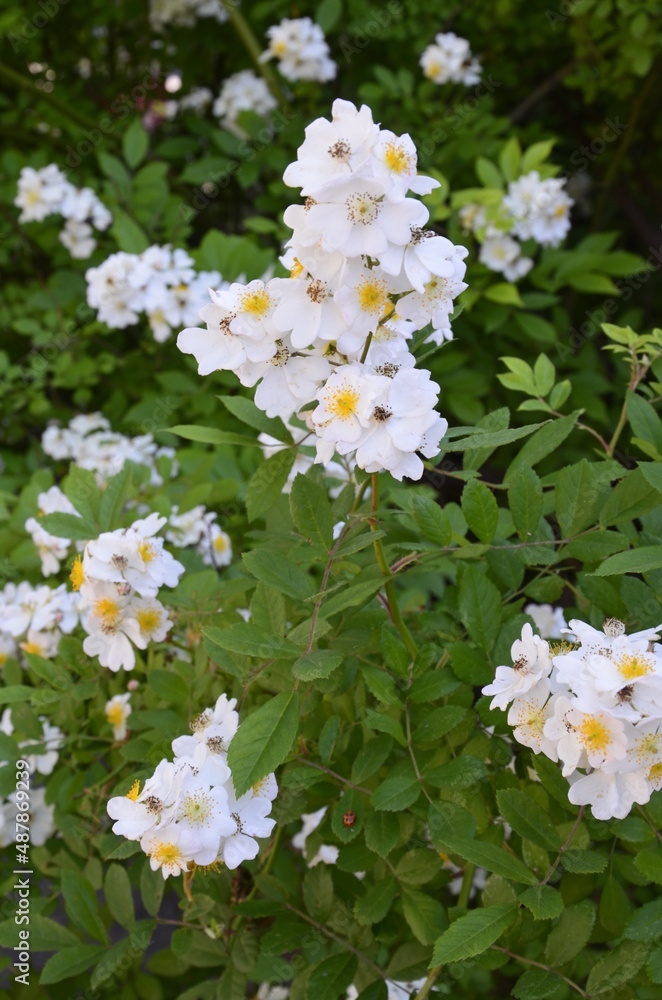 An amazing closeup shot of a beautiful Multiflora rose An amazing closeup shot of a beautiful Multiflora rose