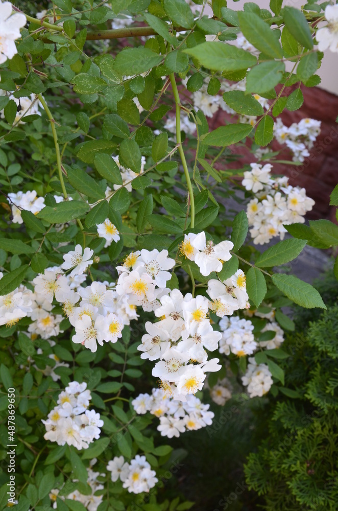 An amazing closeup shot of a beautiful Multiflora rose An amazing closeup shot of a beautiful Multiflora rose