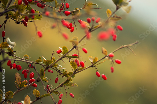 red berries on a branch