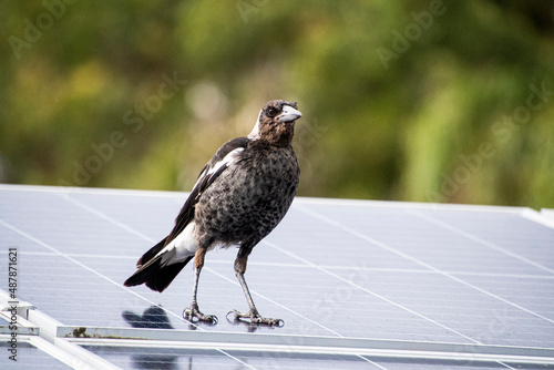 Young Australian Magpie on a solar panel photo