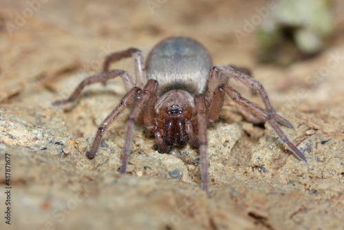Drassodes is a genus of ground spiders