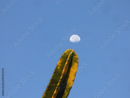 cactus in the sky with moon photo