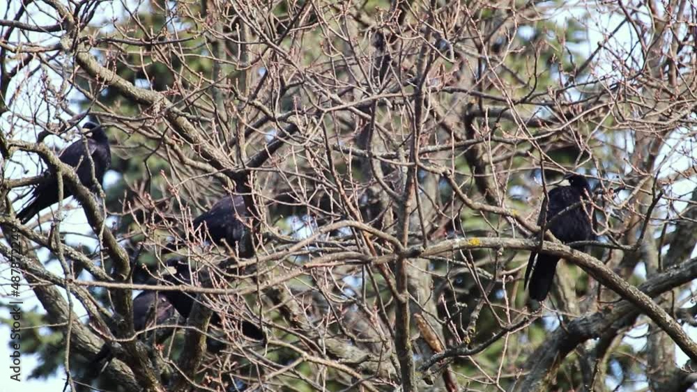 Black crow birds group hiding on bare tree branches in thickets. Wildlife nature watching view Black crow birds group hiding on bare tree branches in thickets. Wildlife nature watching view
