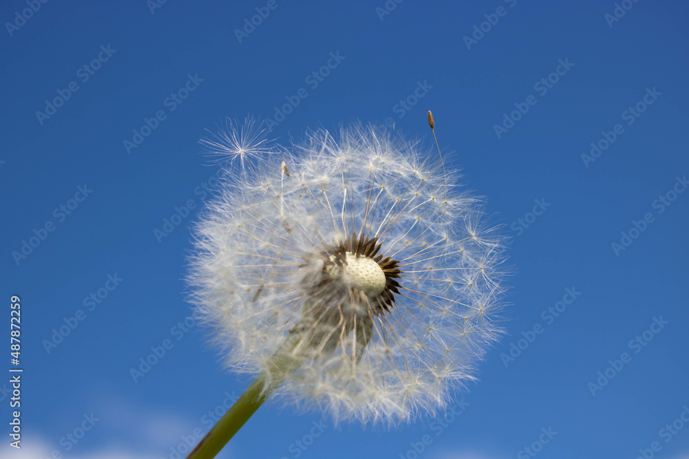 A dandelion with seeds blown away by the wind across a clear blue sky.