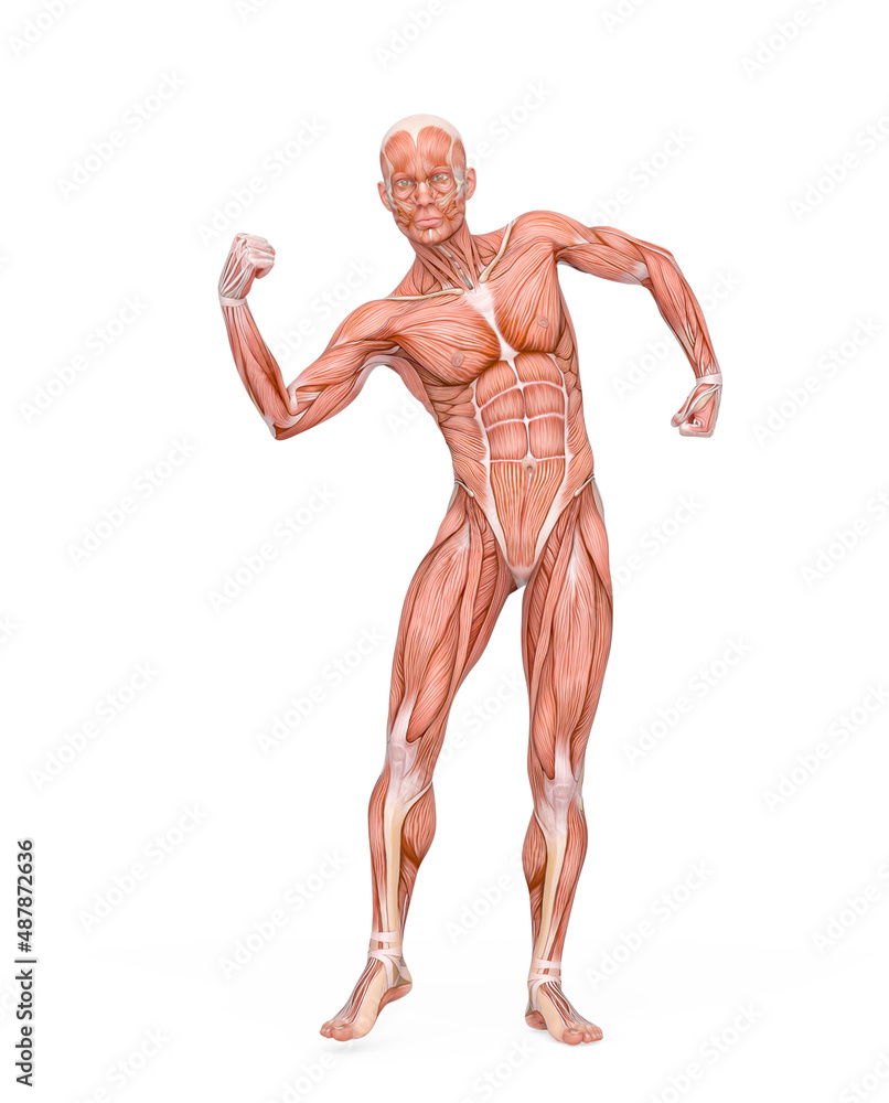 average man muscle maps is doing a can do it pose average man muscle maps is doing a can do it pose