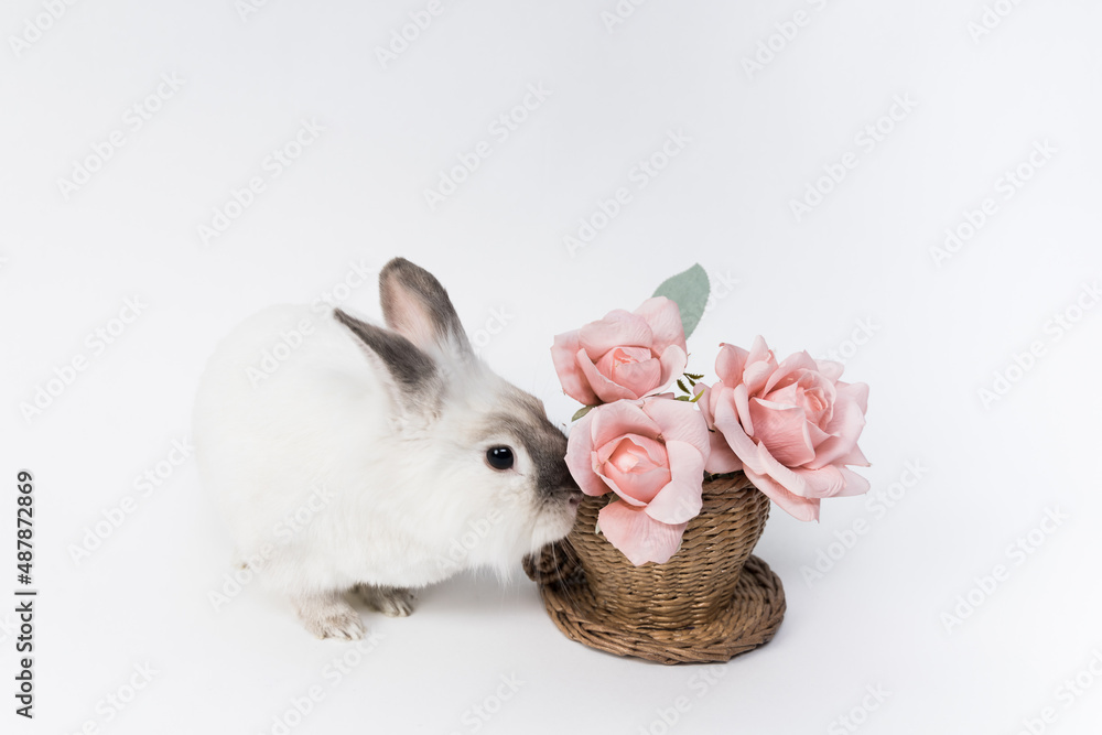 Cute fluffy white rabbit with a basket of flowers. High quality photo