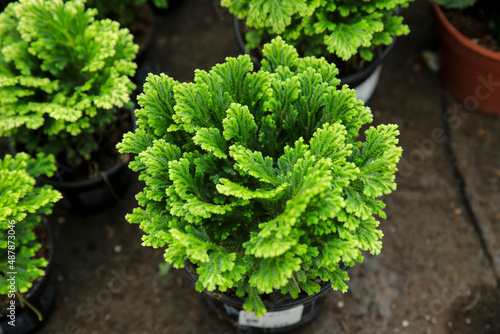 Selaginella Jori plants in the garden photo