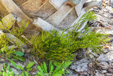 Whisk fern (Psilotum nudum) growing at the base of a palm tree - Dunedin, Florida, USA