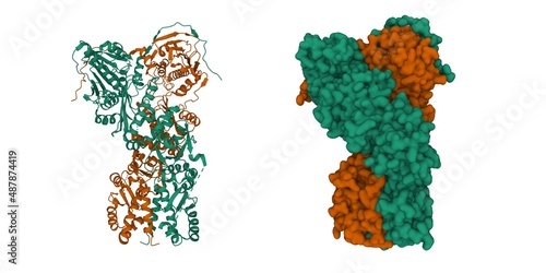 Bild auf Leinwand Full-length human mitochondrial Hsp90 (TRAP1) homodimer