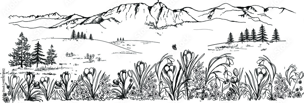 Spring in the mountains. Mountain landscape with spring flowers, crocuses, snowdrops, tuulipans and daisies. Zakopane, Giewont in Podhale. Vector landscape, hand drawing. - obrazy, fototapety, plakaty 