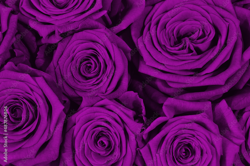 Close-up of beautiful roses bouquet. Velvet violet roses background. Romance and Valentines day concept. 2022 trend color. Close-up of beautiful roses bouquet. Velvet violet roses background. Romance and Valentines day concept. 2022 trend color.