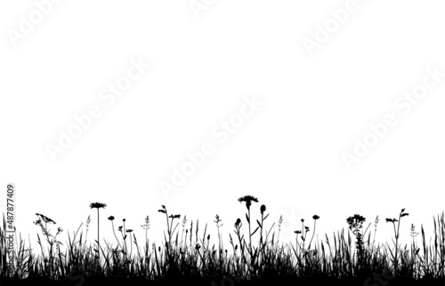 seamless border with meadow flowers in grass isolated on white background
