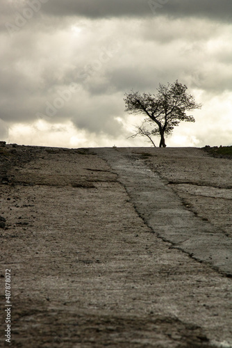 Fototapeta Naklejka Na Ścianę i Meble -  Lone tree over the hill