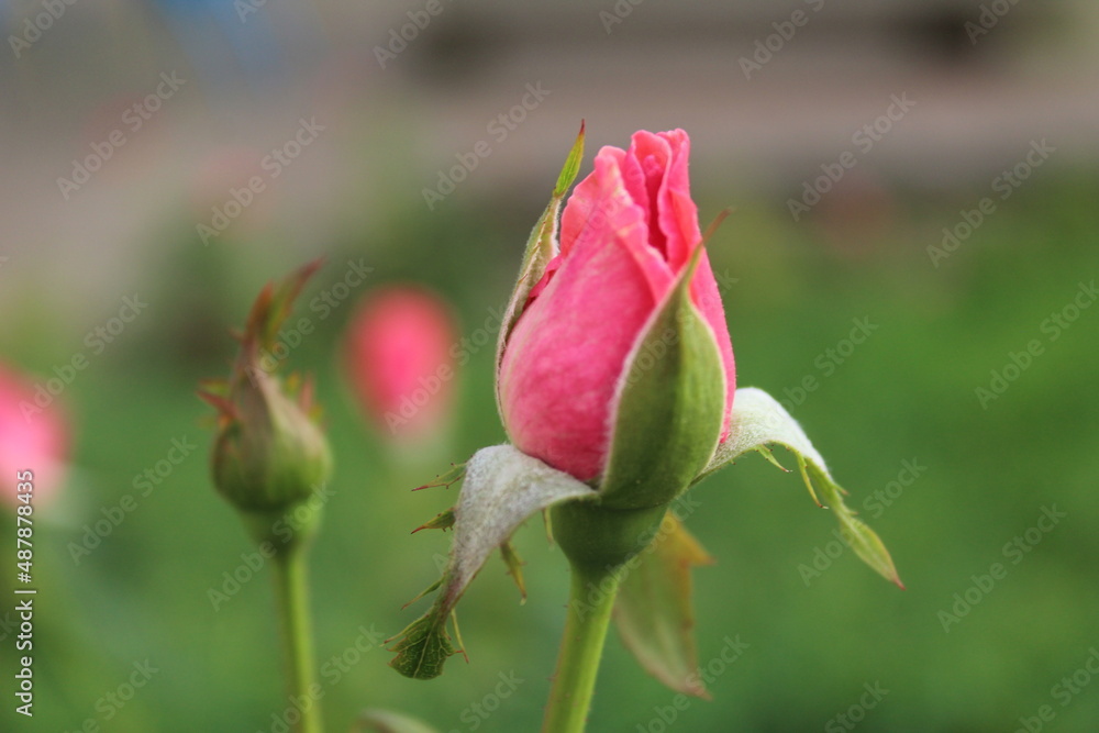 pink rosebuds close-up. Blossoming rose flower buds in spring revival new life pink rosebuds close-up. Blossoming rose flower buds in spring revival new life