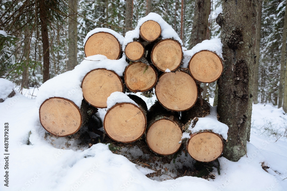 Beautiful snow covered winter forest in Russia. Nature, winter