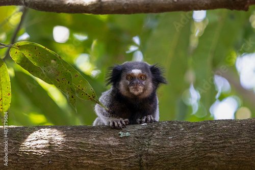 The monkey on the tree. The Black-tufted marmoset also know as Mico-estrela is a typical monkey from central Brazil. Species Callithrix penicillata. Animal lover. Wildlife. Squint-eyed photo